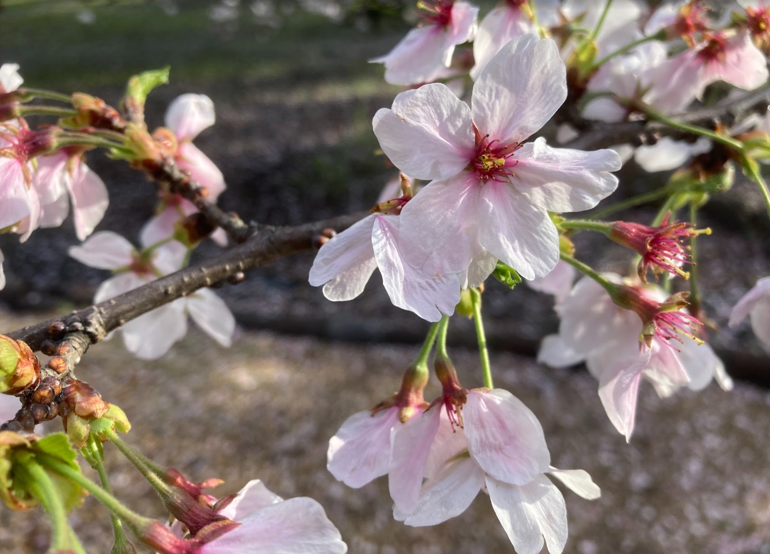 Blomstring av kirsebærtrær